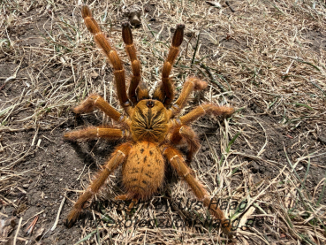 Pterinochilus murinus "rcf", Weibchen adult